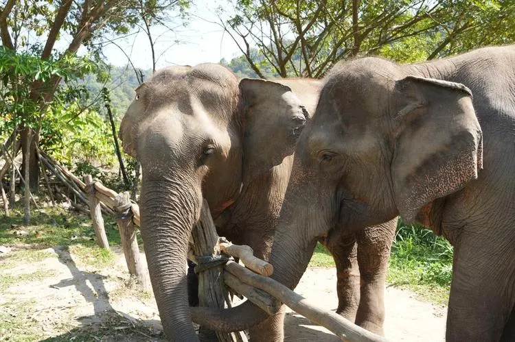 Two elephants walking together at a sanctuary