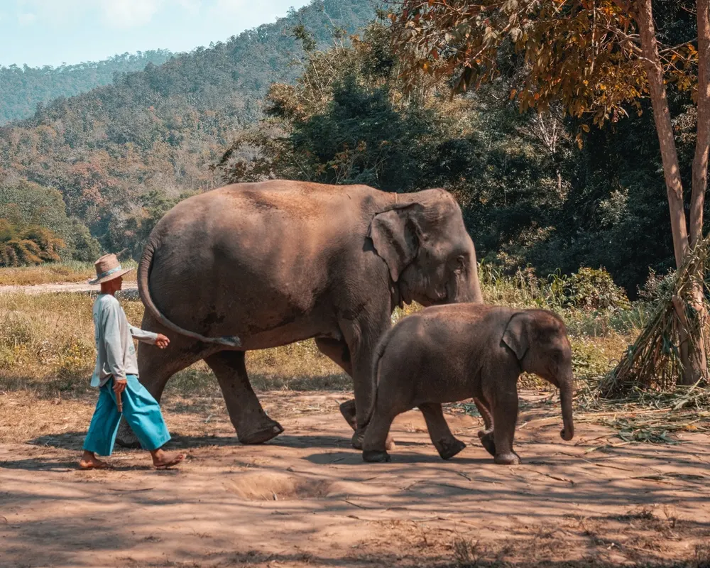 A mother elephant and her calf with a caretaker
